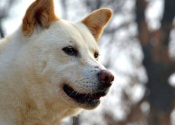 Giống chó Pungsan có ý nghĩa thế nào ở Triều Tiên?