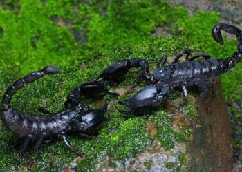 Khám phá 5 loài động vật có thể sống sót sau thảm họa hạt nhân