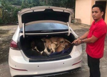 Khởi tố Giám đốc công ty lái ô tô đi trộm 38 con chó ở vùng cao Quảng Nam