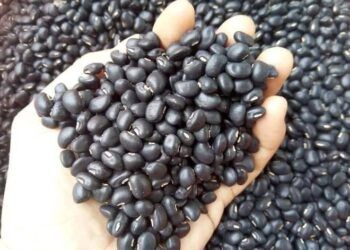 Không những ngon, đỗ đen còn mang lại 3 lợi ích sức khỏe cực lớn