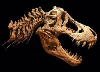 Khủng long T.rex to lớn đến mức nào?