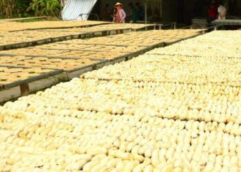 Loại quả rẻ bèo ở đâu cũng có, đem phơi khô lại thành đặc sản Cà Mau