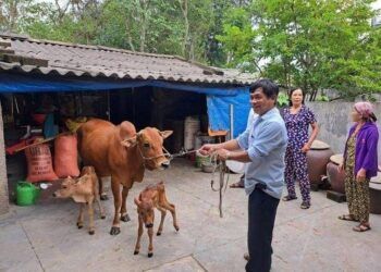 Người dân đổ xô đi xem cặp bê sinh đôi hiếm gặp ở Hà Tĩnh