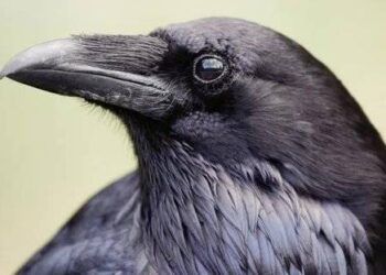 Phát hiện bất ngờ: Quạ có khả năng tự nhận thức giống con người, trí khôn tương đương khỉ đột