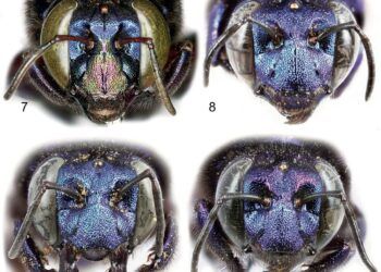 Phát hiện loài ong phong lan mới tại Mexico