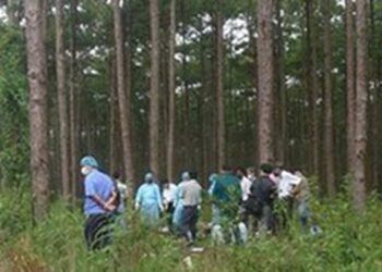 phat hien nu giao vien va dong nghiep thuong vong tai doi thong Hà Giang: Điều tra vụ nữ giáo viên và đồng nghiệp thương vong tại đồi thông Phát hiện nữ giáo viên và đồng nghiệp thương vong tại đồi thông