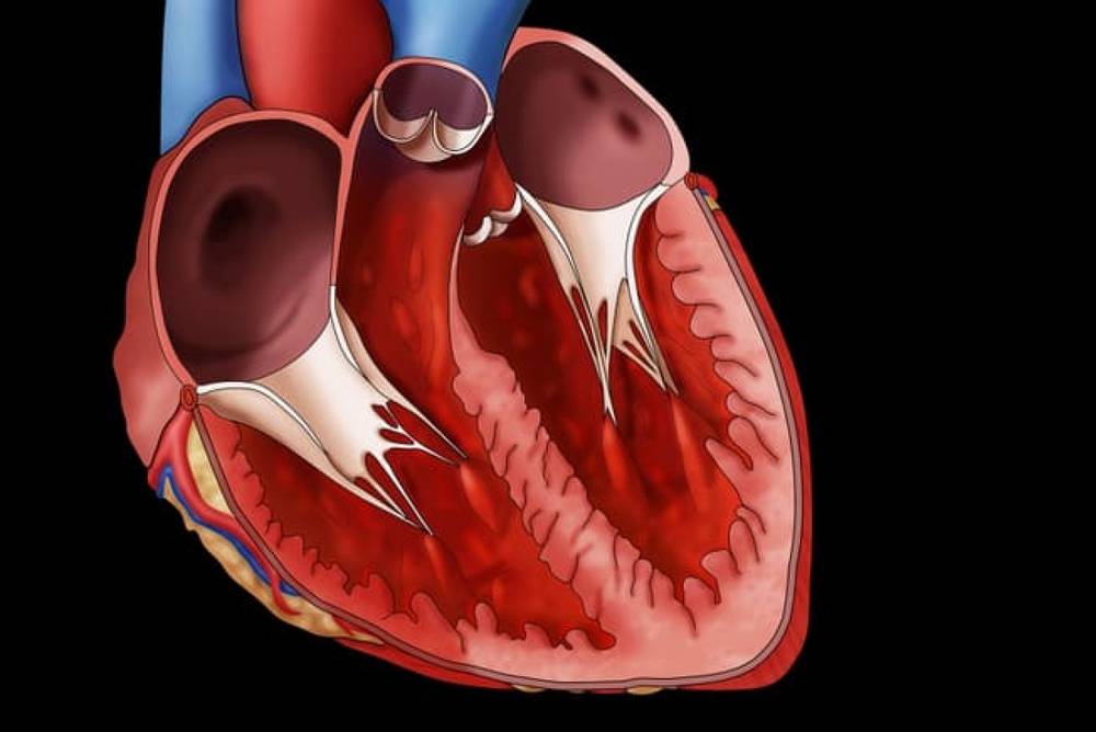 Quá trình lão hóa khiến nguy cơ mắc bệnh tim tăng lên?