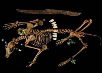 Quật mộ Vua Aztec, chạm trán quái thú chiến binh mình đeo châu báu