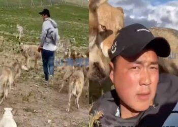 Sống cùng 320 con sói suốt 7 năm, chàng trai thành 'vua sói'