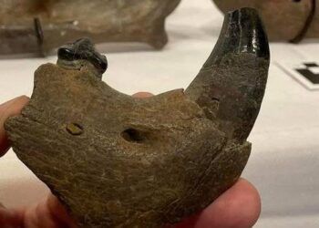 Sư tử quái vật gần nửa tấn hiện về sau 11.000 năm tuyệt chủng