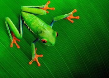 Tại sao loài ếch có thể sống sót sau khi tiểu hành tinh quét sạch sự sống của loài khủng long?