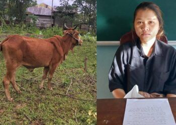 Thấy bò thả rông, cô gái 19 tuổi thuê xe ba gác bắt đem bán