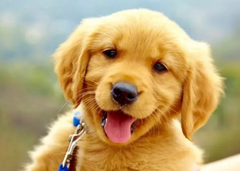 Trời sinh 3 con giáp 'vắt cổ chày ra nước', bủn xỉn nhất hệ mặt trời