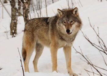 Truyện thần thoại hé lộ nguồn gốc xa xưa của mối quan hệ giữa con người và loài chó