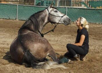 Vì sao khi ngựa gãy chân, lựa chọn duy nhất còn lại cho chúng là an tử?