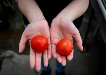 7 loại trái cây giúp bạn giảm cân hiệu quả