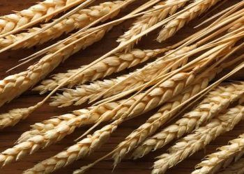 8 sự thật lịch sử về đôi giày chúng ta mang hàng ngày: Giày cao gót từng không dành cho phụ nữ, thể hiện cả địa vị xã hội