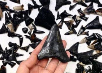 Australia phát hiện nghĩa địa cá mập khổng lồ và loài mới dưới đáy đại dương