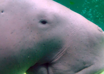 Bào ngư và bò biển được thêm vào danh sách đỏ mới nhất