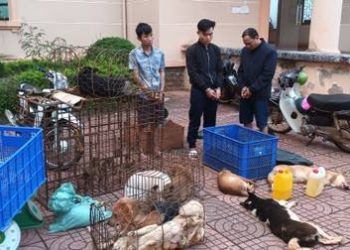 Bắt giữ nhóm trộm chó liên tỉnh, 2 tháng bắt 3 tấn chó