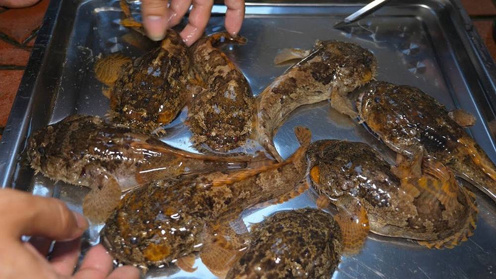 Cá mao ếch hình dáng kỳ lạ vẫn được người dân lùng mua về ăn Cá mao ếch hình dáng kỳ lạ vẫn được người dân lùng mua về ăn