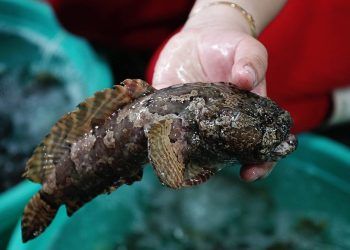 Cá mao ếch hình dáng kỳ lạ vẫn được người dân lùng mua về ăn