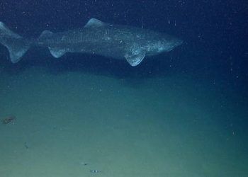 Cá mập Greenland: Một sinh vật bí ẩn và hấp dẫn của đại dương