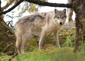 Điều kỳ lạ xảy ra với những con sói bị nhiễm ký sinh trùng 'thay đổi tâm trí'