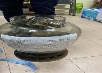 Giết rắn hổ chúa nặng gần 10 kg, người phụ nữ bị khởi tố