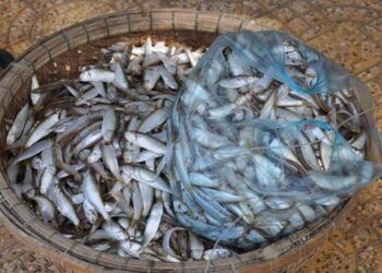 loai ca xua it nguoi an nay thanh dac san quang binh Cá lẹp là loại cá xưa ít người ăn nay thành đặc sản ở Quảng Bình Loại cá xưa ít người ăn, nay thành đặc sản Quảng Bình