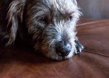 Mẹo chọn ghế sofa cho gia đình nuôi thú cưng