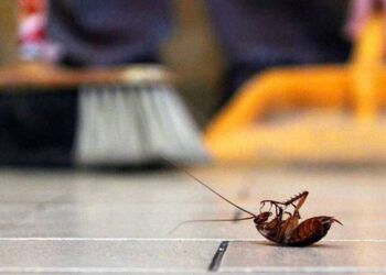 Mẹo hữu ích đuổi côn trùng ra khỏi nhà