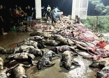 Nghệ An: Hoả hoạn khiến hơn 1.000 con lợn chết cháy, thiệt hại trên 1 tỷ đồng