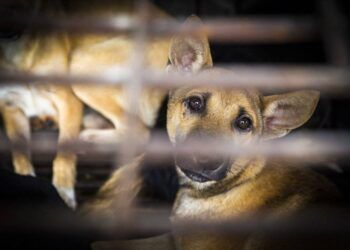 Nguy cơ cho sức khỏe từ việc giết mổ, tiêu thụ thịt chó, mèo không rõ nguồn gốc