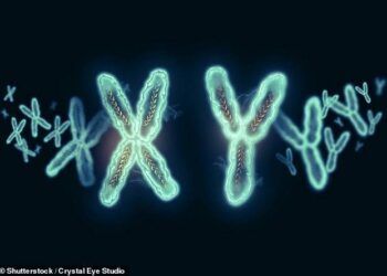 Nhiễm sắc thể Y của nam giới có thể biến mất trong tương lai?