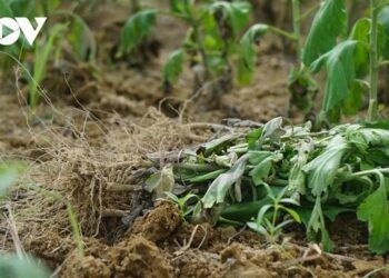 Nhiều ruộng hoa héo khô chết rũ, người trồng hoa ở Nghệ An lo mất Tết