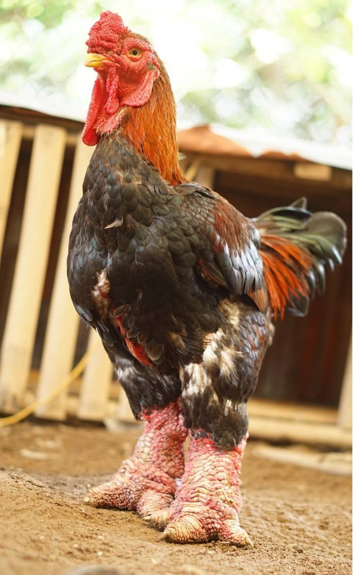 Những loại gà tiến vua quý hiếm được săn lùng dịp Tết Những loại gà tiến vua quý hiếm được săn lùng dịp Tết