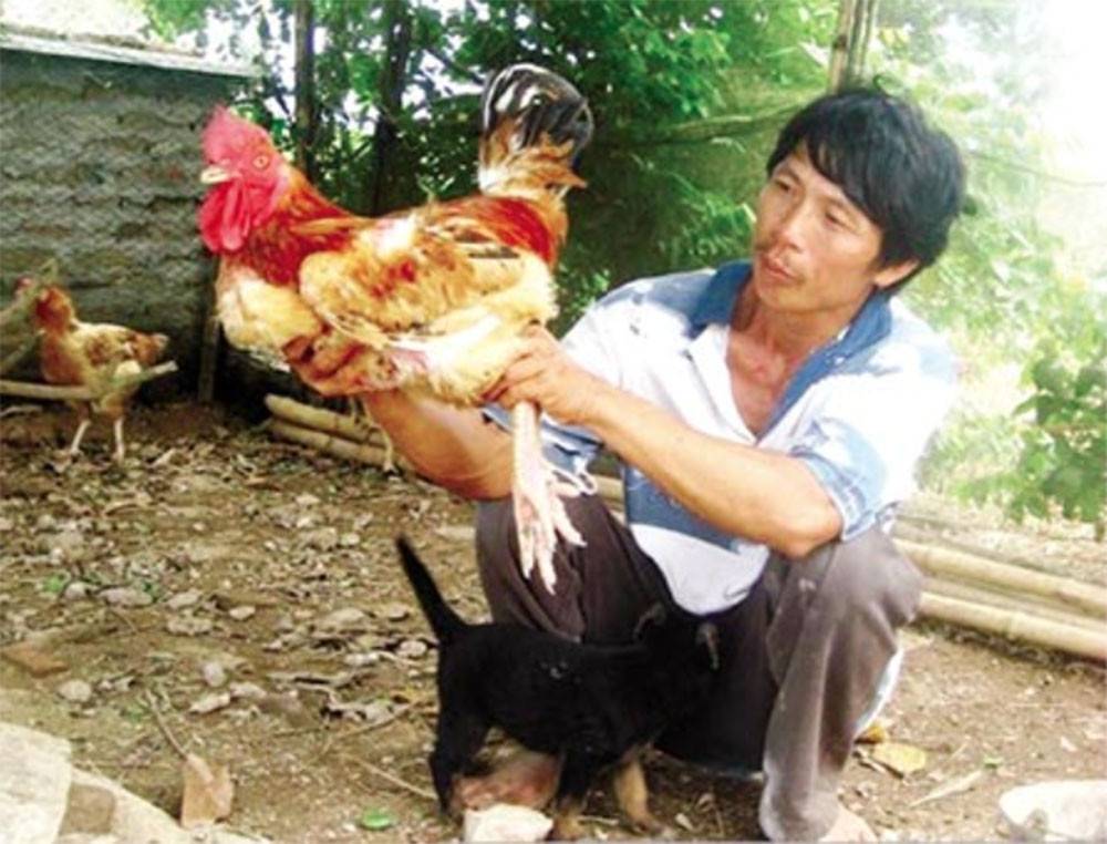 Những loại gà tiến vua quý hiếm được săn lùng dịp Tết Những loại gà tiến vua quý hiếm được săn lùng dịp Tết