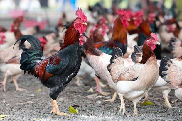 Những loại gà tiến vua quý hiếm được săn lùng dịp Tết Những loại gà tiến vua quý hiếm được săn lùng dịp Tết