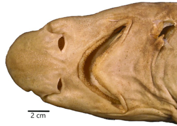 phat hien ca map quai di chua tung thay tren the gioi Phát hiện loài cá mập mèo quái dị chưa từng thấy trên thế giới Phát hiện cá mập quái dị chưa từng thấy trên thế giới