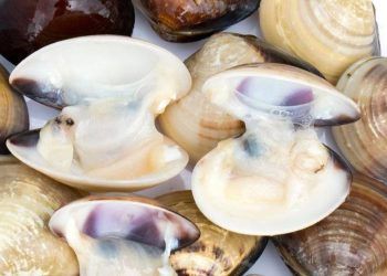 Phát hiện sinh vật đầu tiên trên thế giới có khả năng tự sản xuất kháng sinh