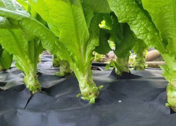 Rau tiến vua có gì đặc biệt mà luôn đắt hàng mỗi dịp Tết đến?