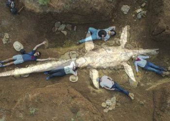 sieu quai vat dau ran dai 10 m 100 trieu tuoi hien hinh o uc Phát hiện quái vật đầu rắn dài 10m 100 triệu tuổi kinh hãi nhất của thời đại khủng long Siêu quái vật đầu rắn dài 10 m, 100 triệu tuổi hiện hình ở Úc