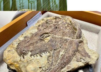 Sốc: Tổ tiên quái thú của chúng ta đáng sợ hơn khủng long bạo chúa