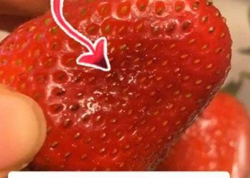 Tại sao trong trái dâu tây nguyên vẹn lại có dòi?