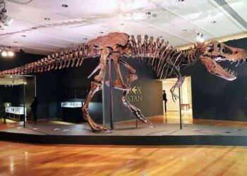 xuong khung long bao chua hang hot khong de ban Bộ xương khủng long bạo chúa - Hàng "hot" khó đấu giá Xương khủng long bạo chúa - Hàng "hot" không dễ bán