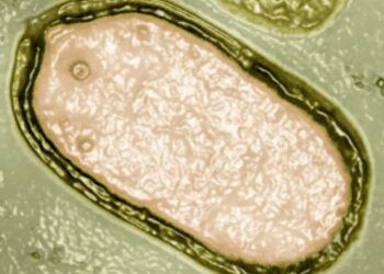 ‘Virus zombie’ 50.000 năm tuổi mới được hồi sinh liệu có nguy hại tới cộng đồng