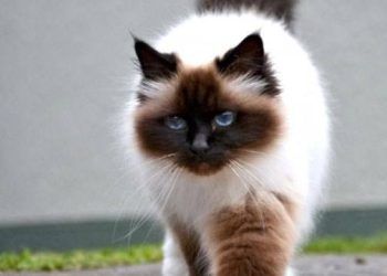 18 giống mèo đắt đỏ