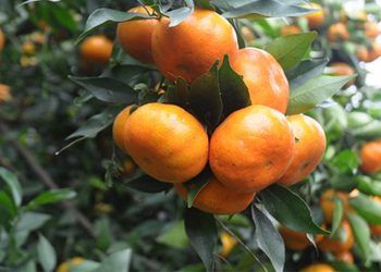 3 điểm cần nhớ khi mua cam Canh