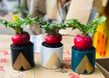 5 cay canh mang phu quy tai loc vao nha ngay tet co loai song duoc tram nam quen tu 5 loại cây phong thủy mang phú quý tài lộc vào nhà ngày Tết 5 cây cảnh mang phú quý tài lộc vào nhà ngày Tết: Có loài sống được trăm năm, quên tưới nước vẫn xanh tốt